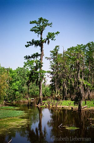 The Limpid Pool